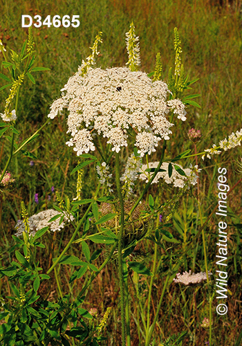 Wild Carrot (Daucus carota)